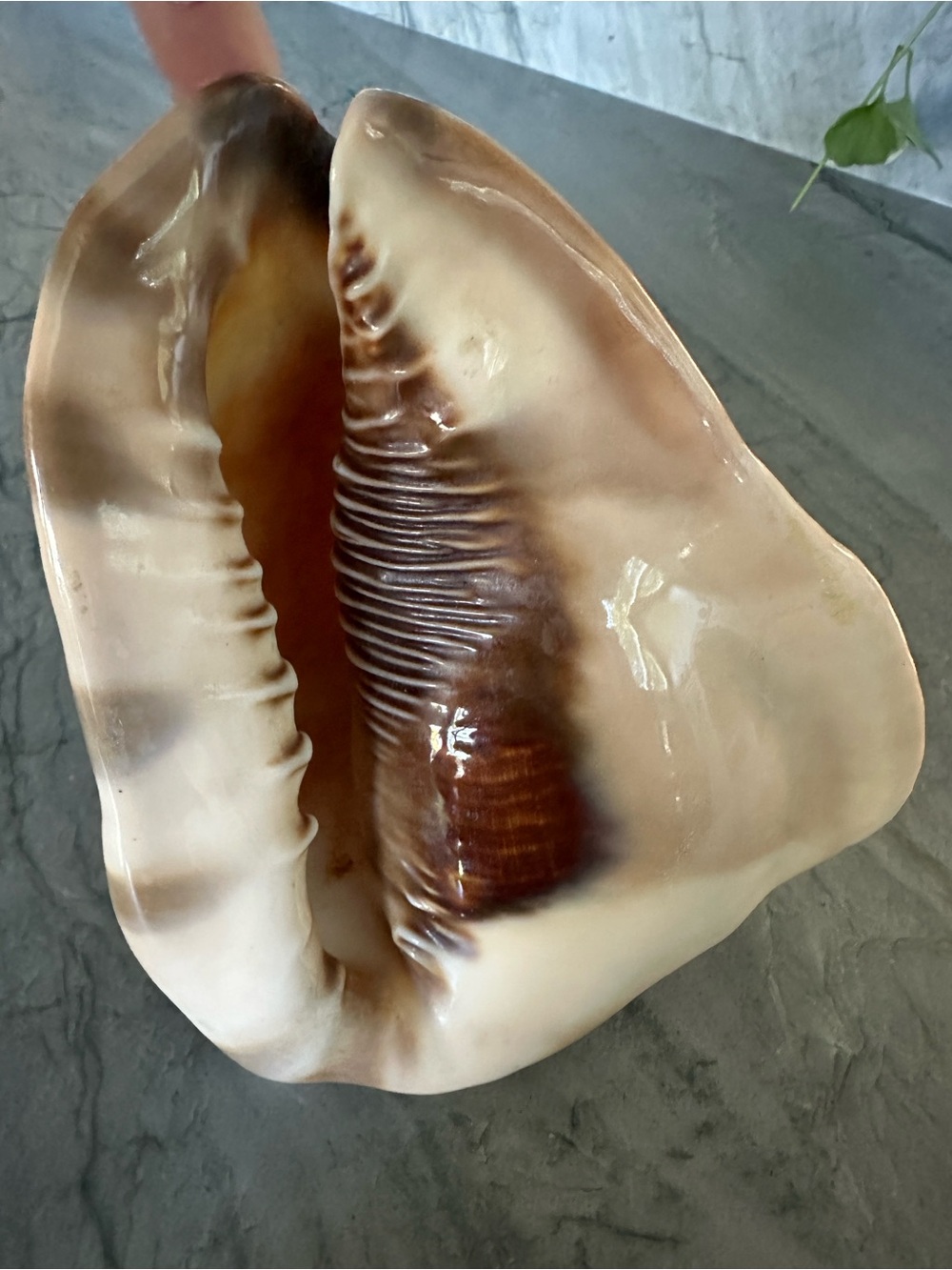 Natural Sea Shell - Beige Brown Seashell Decor - Picture 5 of 6
